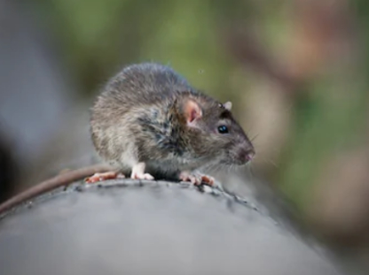 Wildlife Solutions - Extermination et fumigation
