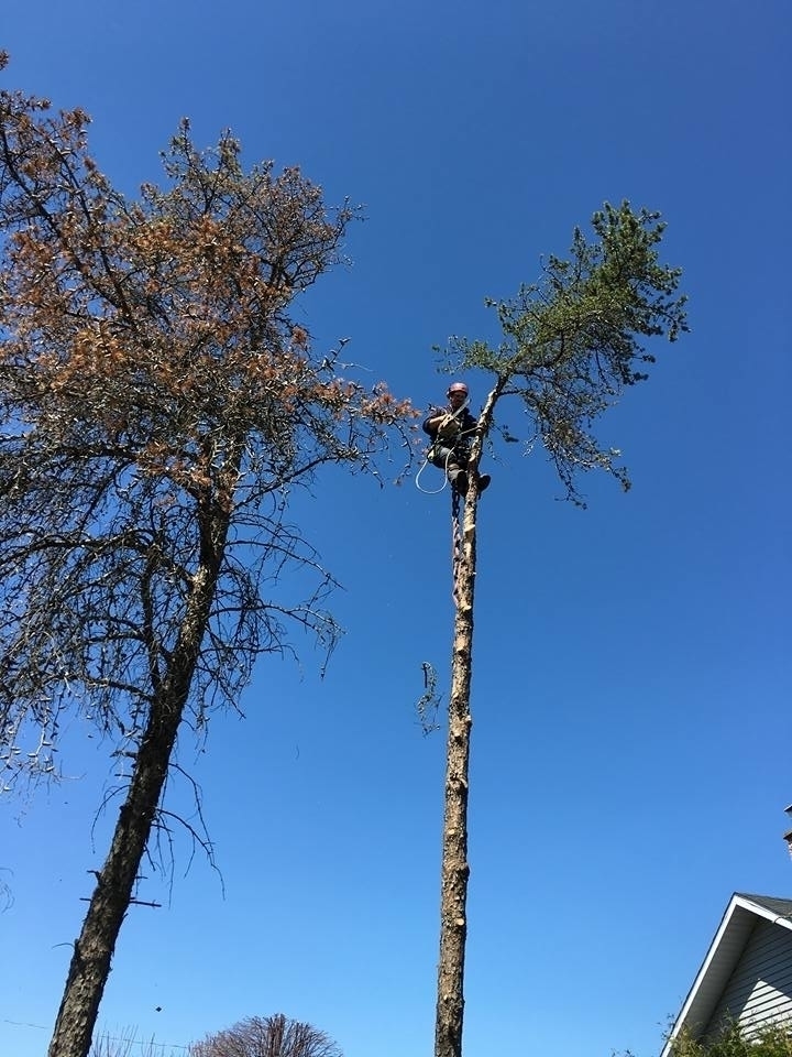 Élagage LB - Service d'entretien d'arbres