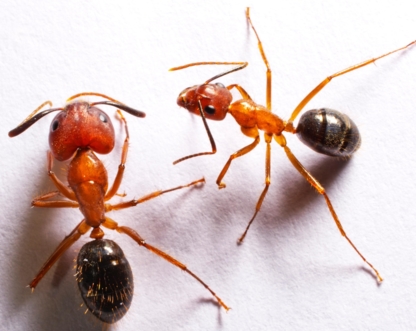 Bug Managers Pest Control - Pest Control Services