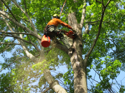 Adam's Tree Removal - Service d'entretien d'arbres