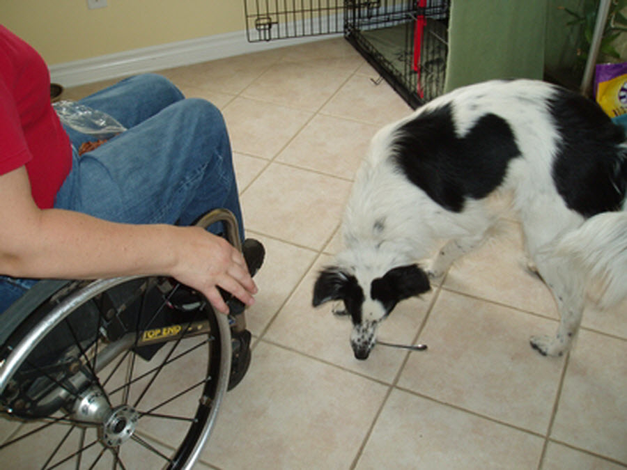 A Pawsitive Difference - Dog Training & Pet Obedience Schools