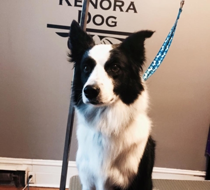 Kenora Dog Grooming - Toilettage et tonte d'animaux domestiques