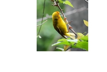 McMurray Computer Experts - Helicopter Service