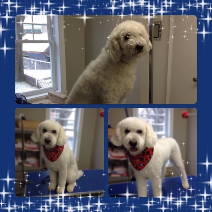 Service Au Poil - Pet Grooming, Clipping & Washing