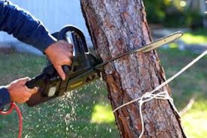 Tree Monkey Tree Removal - Déneigement