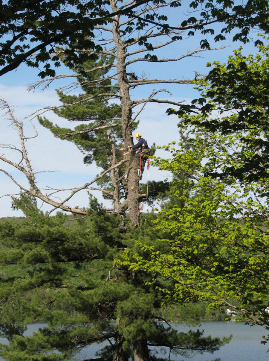 Arboriculture Nicolas Gosselin - Service d'entretien d'arbres