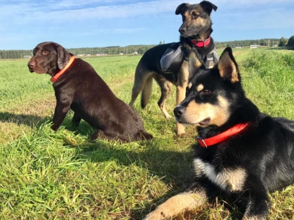 Dressage Alliance Canin - Dog Training & Pet Obedience Schools