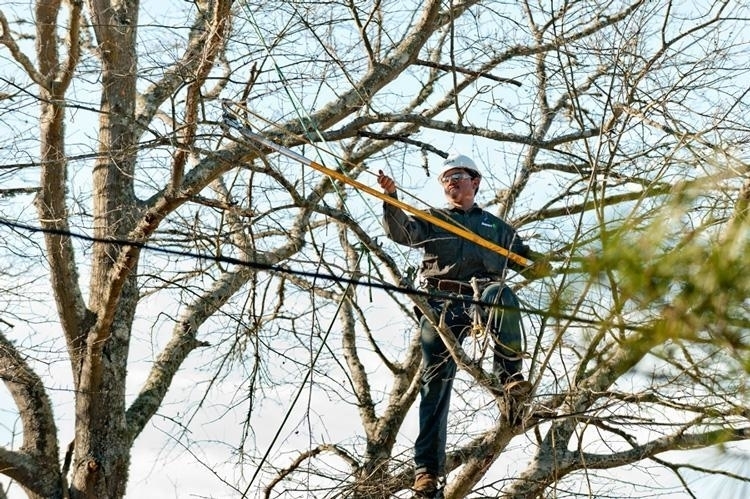 The Davey Tree Expert Company - Tree Service
