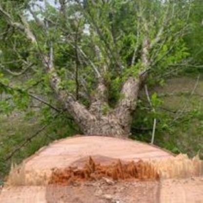 Tree Sage Tree Care Inc. - Tree Service