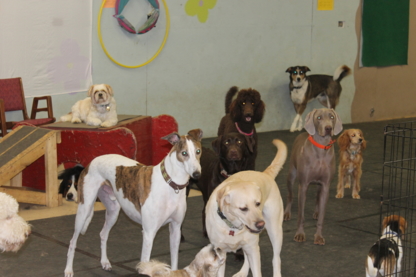 Fido's Playground - Dog Training & Pet Obedience Schools