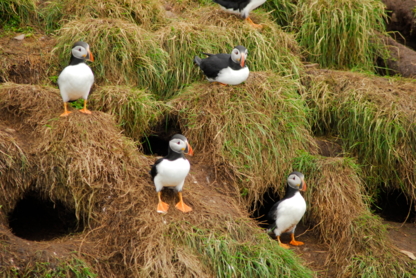 O'Brien's Whale & Bird Tours - Attractions touristiques