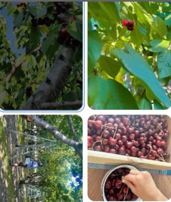 2 Bite Cherry Farm - Producteurs et distributeurs de fruits et légumes