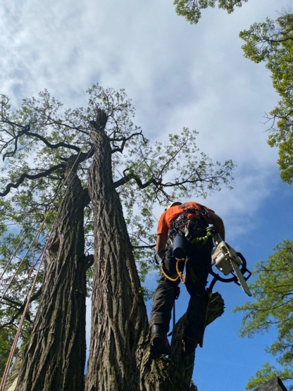 Lumberzacks Tree Services - Service d'entretien d'arbres