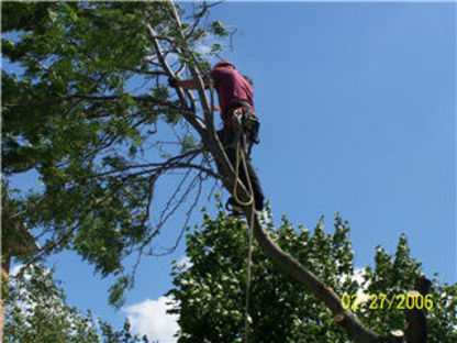 Beechwood Tree Co - Tree Service