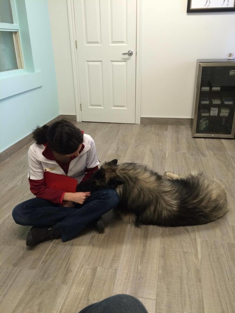Clinique Vétérinaire VetFit Inc. - Veterinarians