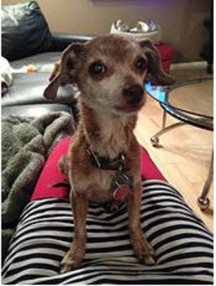 Dog Love Walking-Pets And House Sitting - Pet Care Services