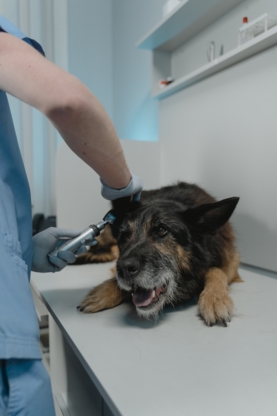 Inglewood Veterinary Clinic Edmonton - Veterinarians