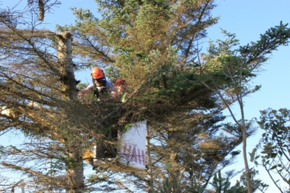 High Timber Tree Trimming & Removal - Logging Companies & Contractors