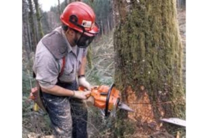 Budget Tree Removal - Service d'entretien d'arbres