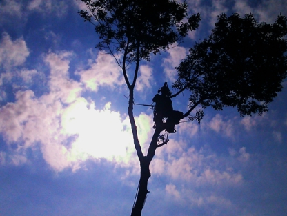 Arbre Atout - Service d'entretien d'arbres