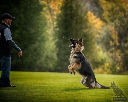 Kennel Club Boarding - Pet Care Services