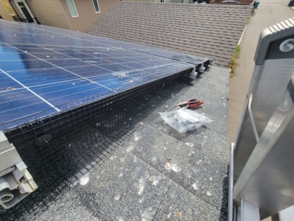 Bridge Pro Pest Control - Pest Control Services