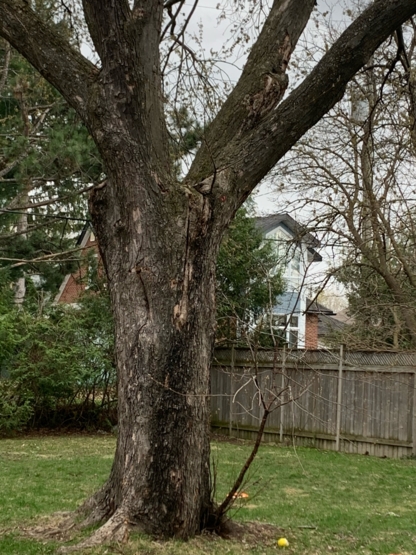 Andrew's Tree Service - Service d'entretien d'arbres