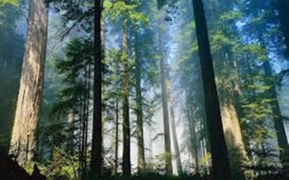 Progressive Forest Products - Logging Companies & Contractors