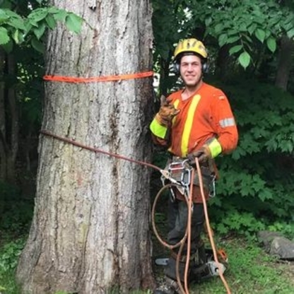 Algo Abattage - Service d'entretien d'arbres