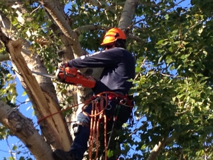Resident Tree Service - Tree Service