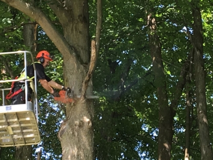 Abattage M Jubinville - Service d'entretien d'arbres