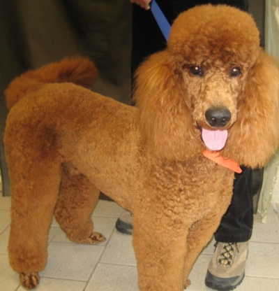 Second Tub - Pet Grooming, Clipping & Washing