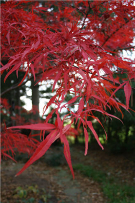 Vineland Nurseries - Pépinières et arboriculteurs