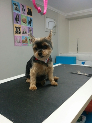 Salon Mille et Une Griffes - Pet Grooming, Clipping & Washing