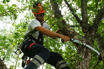 Royal Tree Service - Service d'entretien d'arbres