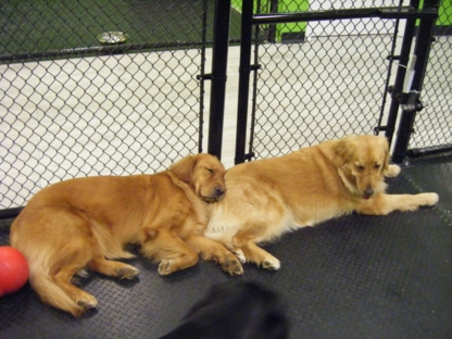 Canine Comforts Doggie Daycare Inc - Toilettage et tonte d'animaux domestiques
