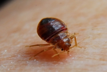 PPM Bed Bug Experts & Monitoring - Pest Control Services