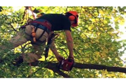 Ray's Tree Removal - Tree Service