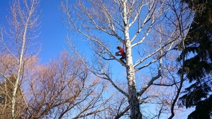 Porcupine Tree Care - Service d'entretien d'arbres