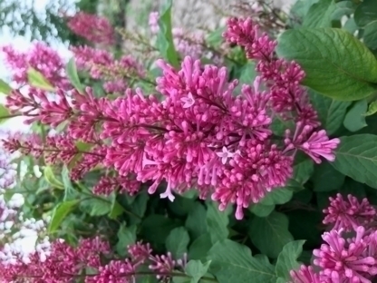 Millcreek Nursery Ltd - Garden Centres