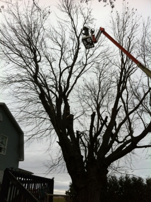 Emondage ML - Tree Service