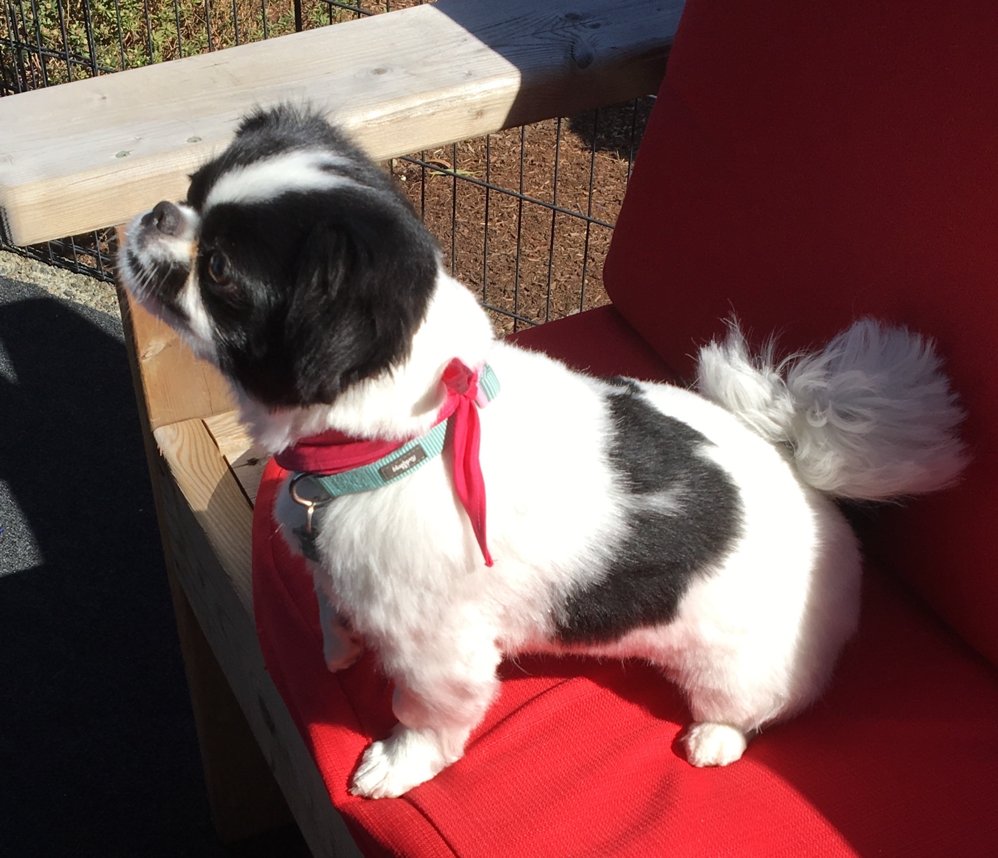 Happy Hound Dog Care Co Opening Hours 4408 Boban Dr, Nanaimo, BC