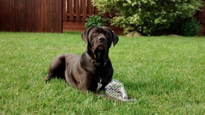 Avantages Promenades Canines - Garderie d'animaux de compagnie