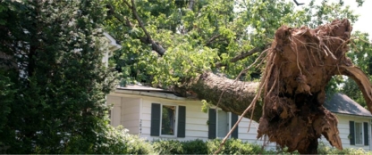 Larson's Woodchipping & Tree Removal - Tree Service