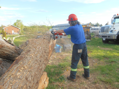 Tree L C - Tree Service