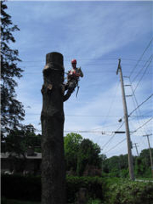 Arboriculture Lapointe - Service d'entretien d'arbres