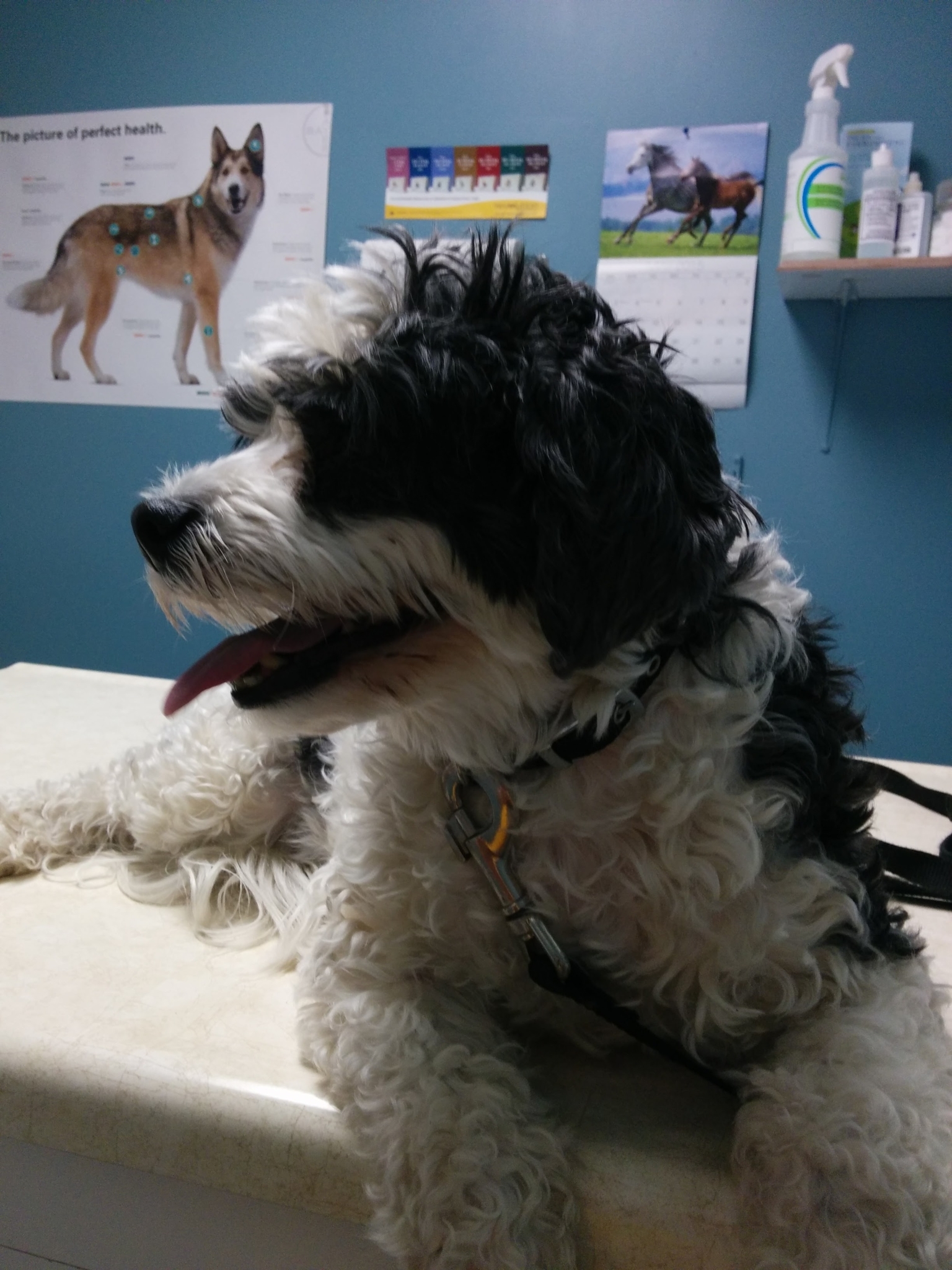 Cambray Veterinary Services Opening Hours 68 McLaughlin Rd, Lindsay, ON