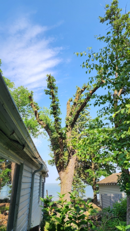 Tree Service - Tree Service