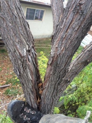 United Arborists Solutions - Tree Service