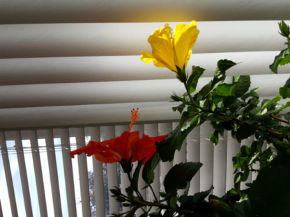 Psychic Lily - Astrologues et parapsychologues